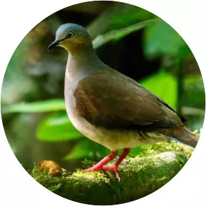 Grey-headed dove
