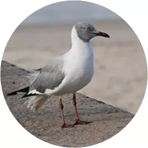 Grey-headed gull - Bird
