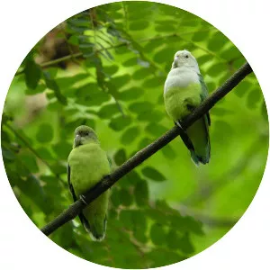 Grey-headed lovebird