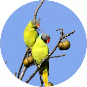 Grey-headed parakeet