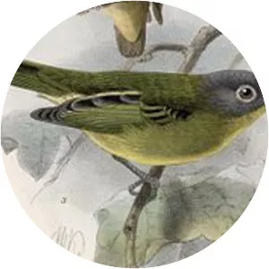 Grey-headed piprites