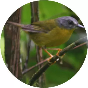 Grey-headed warbler - Bird