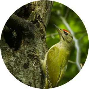 Grey-headed woodpecker