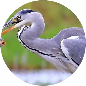 Grey heron