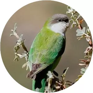 Grey-hooded parakeet
