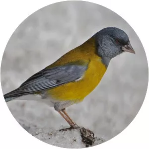 Grey-hooded sierra finch