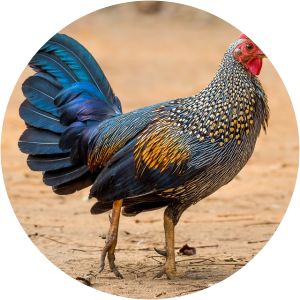 Grey junglefowl