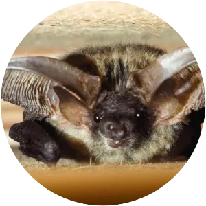 Grey long-eared bat - Animal