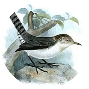 Grey-mantled wren - Bird