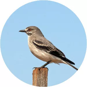 Grey monjita - Bird