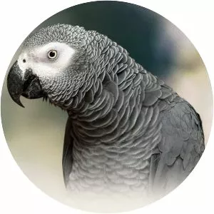 Grey parrot