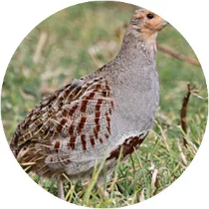 Grey partridge