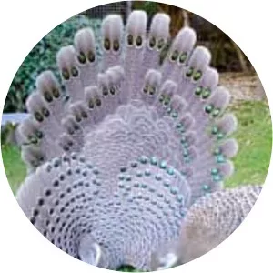 Grey peacock-pheasant - Birds