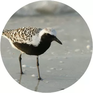 Grey plover - Birds