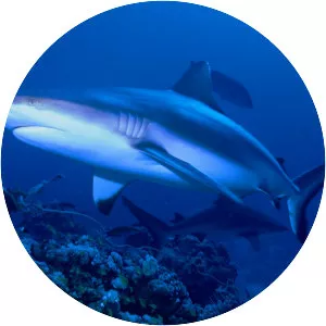 Grey reef shark