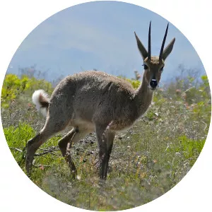 Grey rhebok - Animal