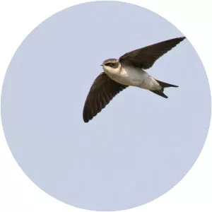 Grey-rumped swallow - Bird