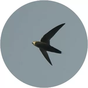 Grey-rumped swift