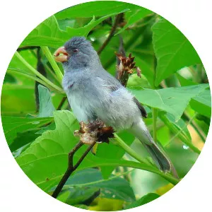 Grey seedeater