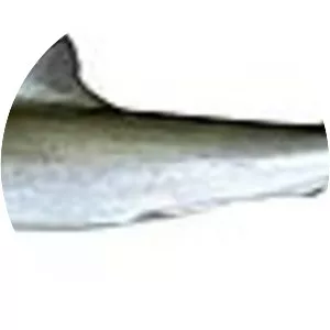 Grey sharpnose shark