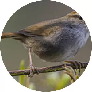 Grey-sided bush warbler