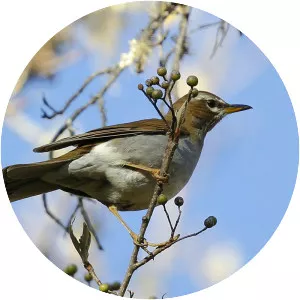Grey-sided thrush - Birds