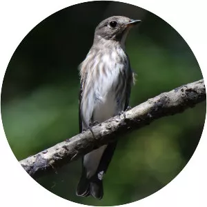 Grey-streaked flycatcher