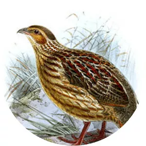 Grey-striped francolin