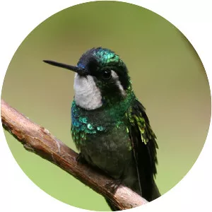 Grey-tailed mountaingem