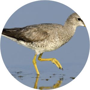 Grey-tailed tattler