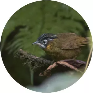 Grey-throated babbler - 