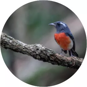 Grey-throated chat - Bird