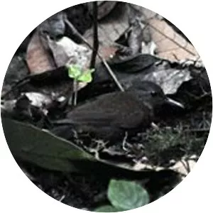 Grey-throated leaftosser - Bird