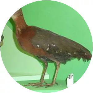 Grey-throated rail - Bird