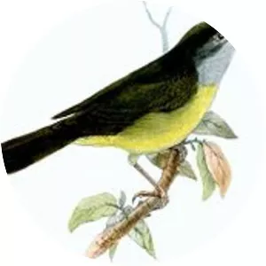 Grey-throated warbler