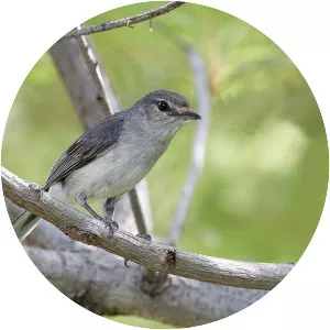 Grey tit-flycatcher - Bird