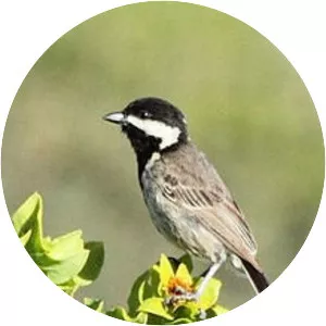 Grey tit - Bird