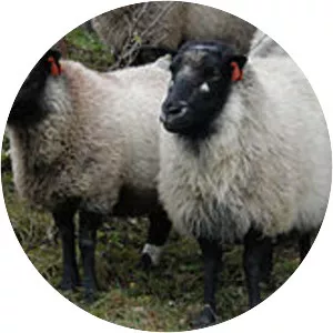 Grey Troender sheep