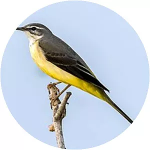 Grey wagtail