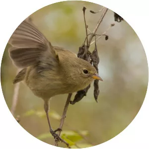 Grey warbler-finch