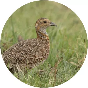Grey-winged francolin
