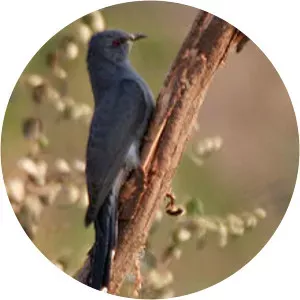 Grey-bellied cuckoo - 