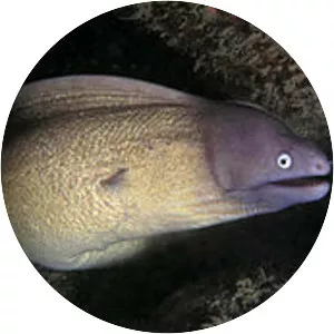 Greyface moray eel