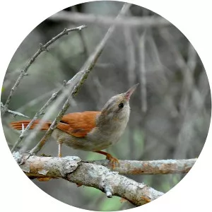 Grey-headed spinetail - Bird
