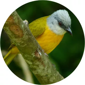 Grey-headed tanager - Bird