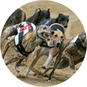 Greyhound racing - 