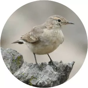 Greyish miner - Bird