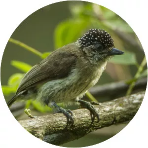 Greyish piculet