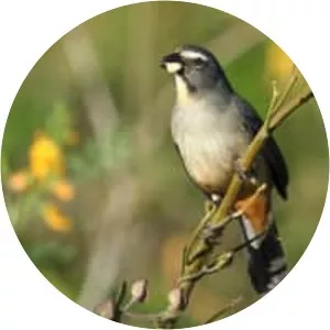 Greyish saltator