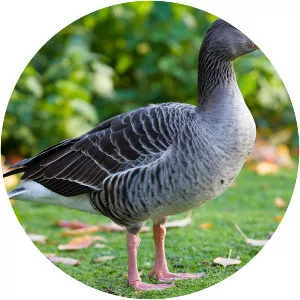 Greylag goose